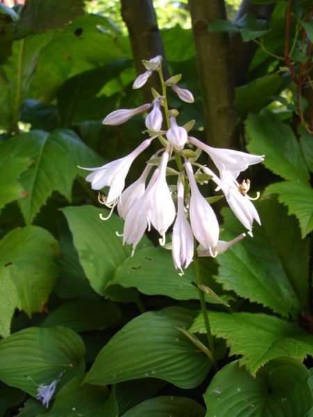 File:Hosta capitata2UME.jpg