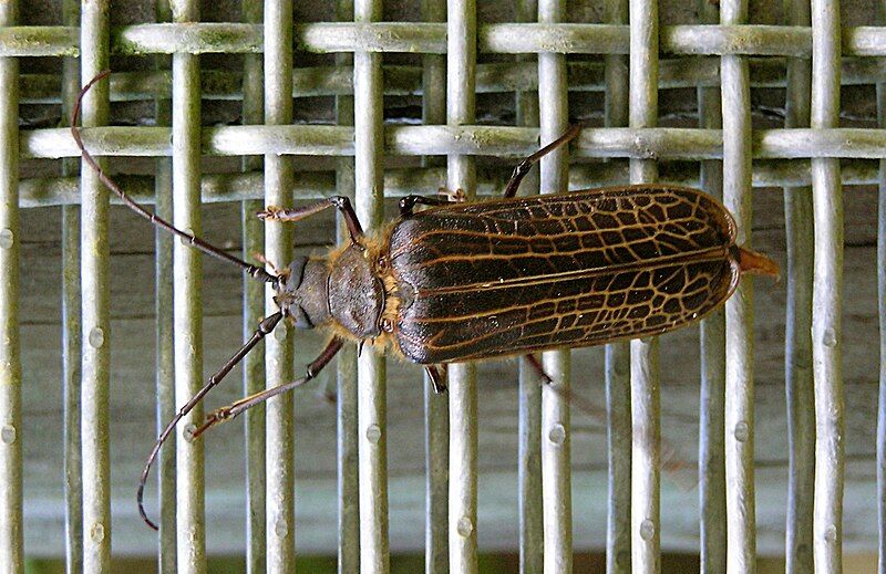 File:Huhu beetle 08.jpg