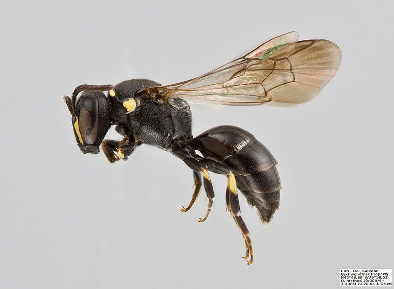 File:Hylaeus affinis Female.jpg