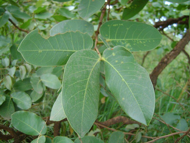 File:Hymenaeastigonocarpa3.jpg