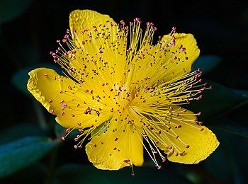 Hypericum calycinum