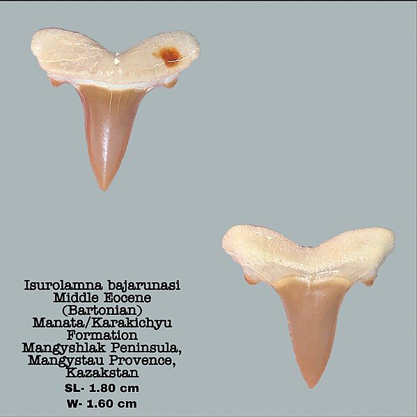 File:Isurolamna bajarunasi.jpg