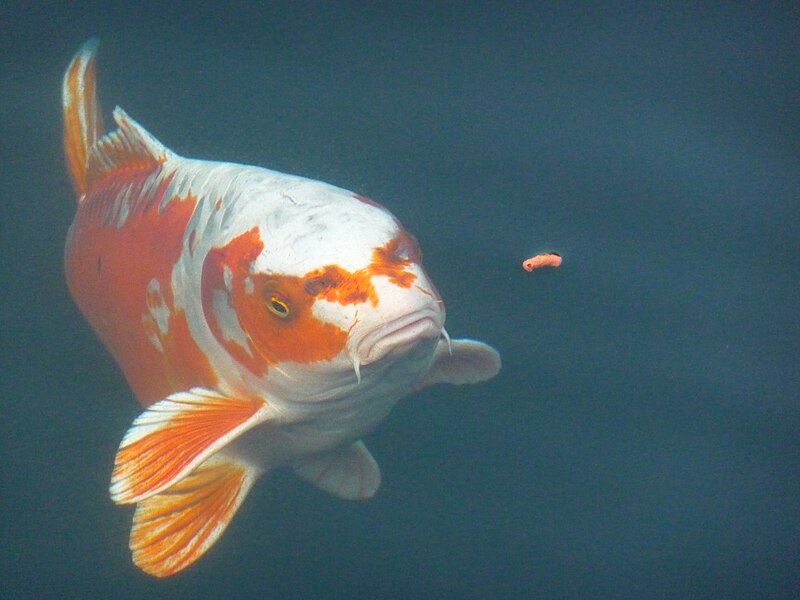 File:Koi mit Zierfischfutter.JPG