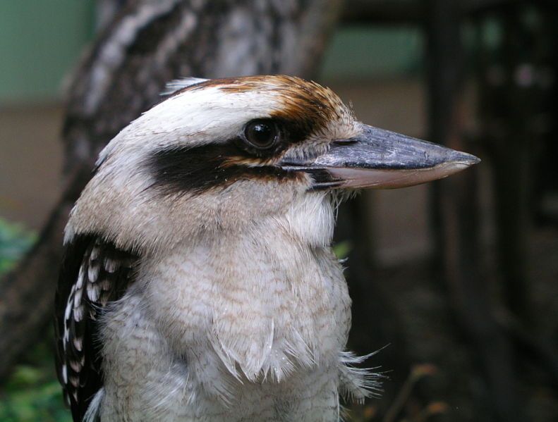 File:Kookaburra.jpg