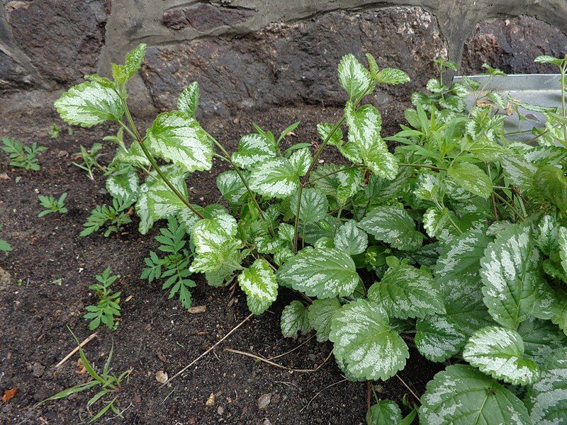 File:Lamium galeobdolon 03.jpg