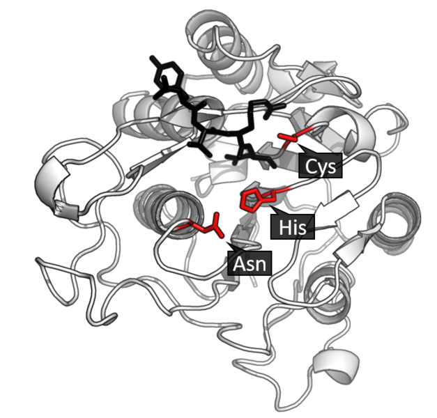 File:Legumain active site.png