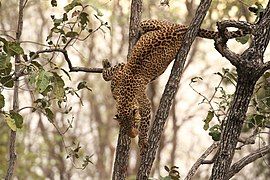 A leopard climbing down a tree