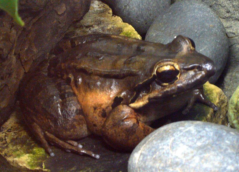 File:Leptodactylus fallax.jpg