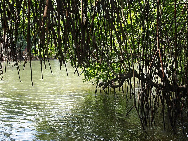 File:Maduganga Mangrove1.jpg