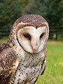 Tyto novaehollandiae Australion Masked Owl