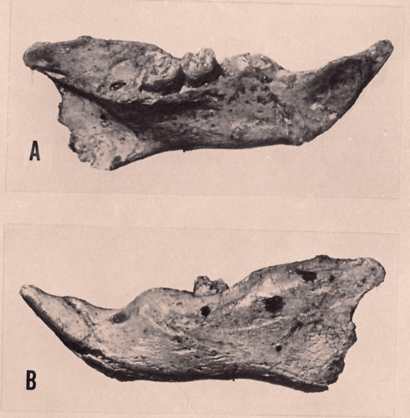 File:Megalomys audreyae jaw.png