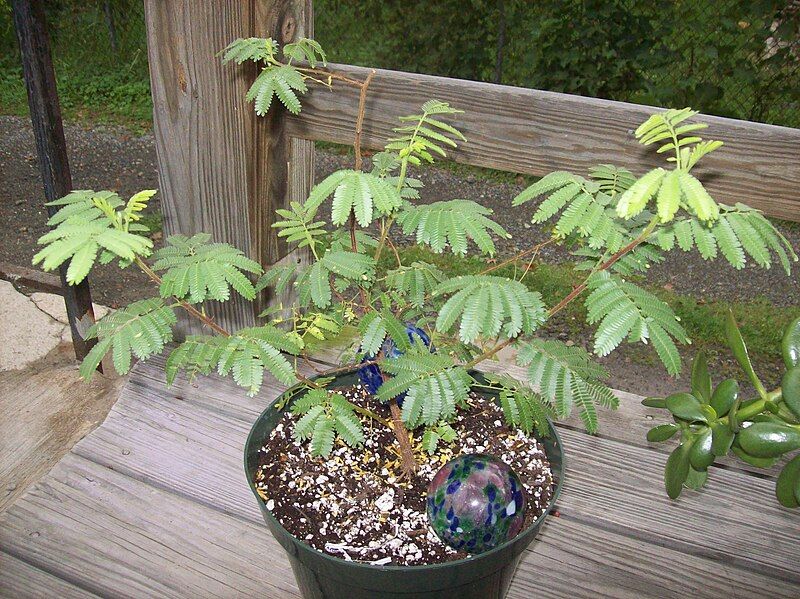 File:Mimosa-tenuiflora-bush.jpg