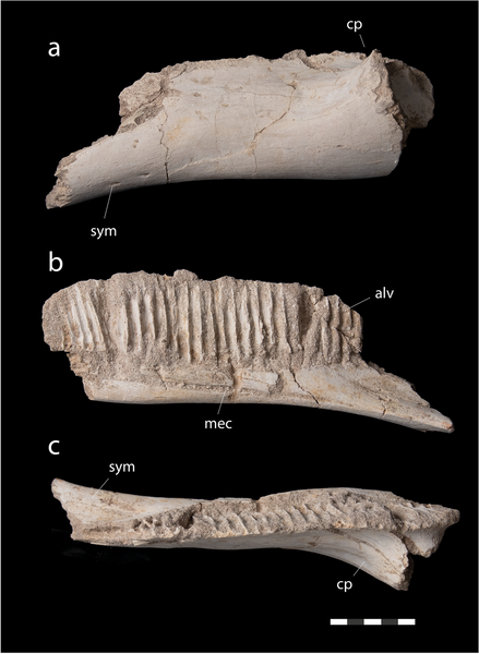 File:Minqaria (left dentary).png