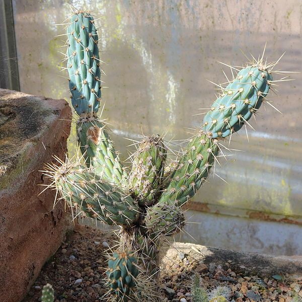 File:Miqueliopuntia miquelii-IMG 6476.JPG