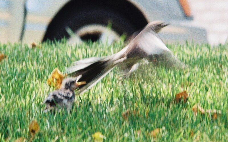 File:Mockingbird Feeding Chick015.jpg