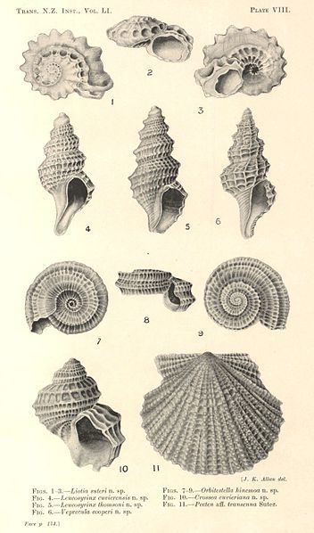 File:Mollusca, New Zealand.jpg