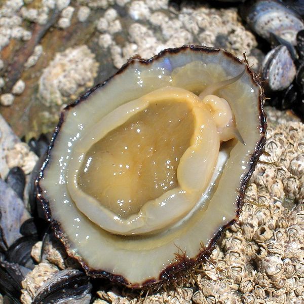 File:Napfschnecke4.jpg