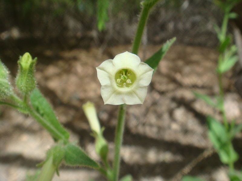 File:Nicotiana-obtusifolia-20080330.JPG