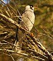 A Noisy Miner