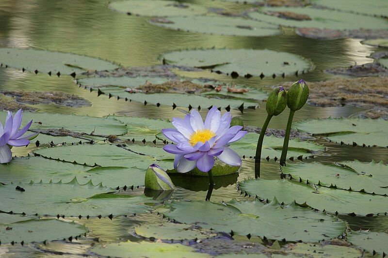 File:Nymphaea gigantea 183879021.jpg