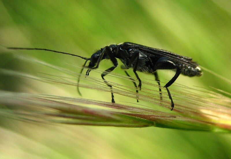 File:Oedemera atrata3.jpg