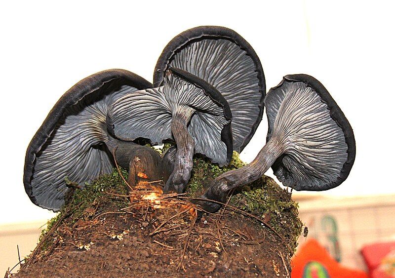 File:Omphalotus mexicanus 183620.jpg