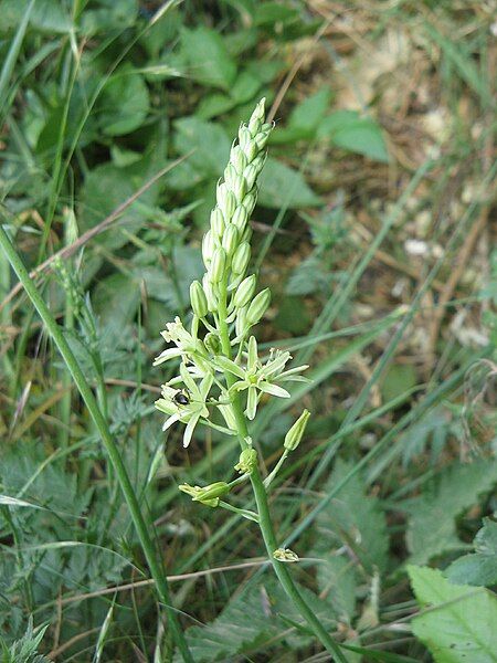 File:Ornithogalum pyrenaicum001.jpg