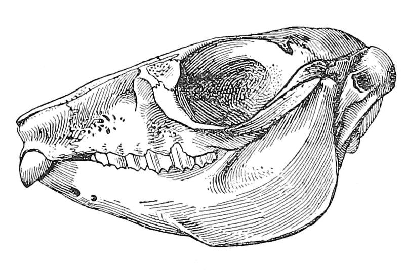 File:Pachyrukhos moyani skull.jpg