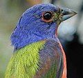 Painted bunting