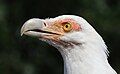 Head of palm-nut vulture