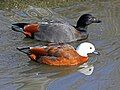 at Sylvan Heights Waterfowl Park