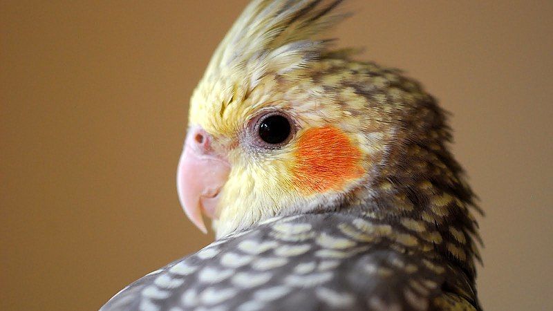 File:Pearl cockatiel.JPG