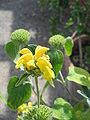 Phlomis fruticosa