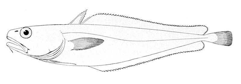 File:Physiculus kaupi.jpg