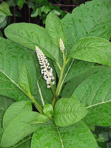 File:Phytolacca acinosa002.jpg