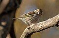 Image 51Pine siskin in Green-Wood Cemetery