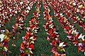 2017's Pinwheel Garden at The Ohio State University Wexner Medical Center. Each of the 8,500+ pinwheels represents a lifesaving organ transplant performed at center since 1967. By Maria Rimmel