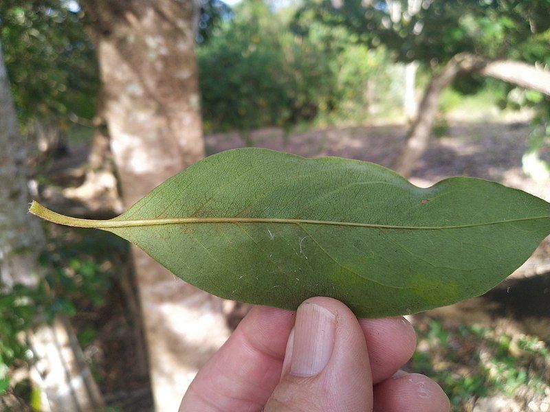 File:Pittosporum-ferrugineum-SF22217-06.jpg