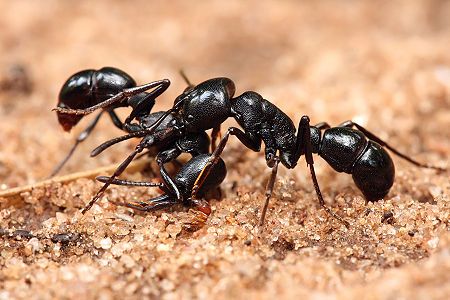 Plectroctena sp fighting at Ponerinae, by Muhammad Mahdi Karim