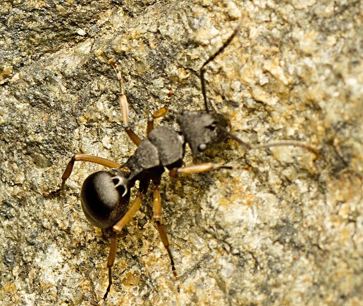 File:Polyrhachis leae.jpg