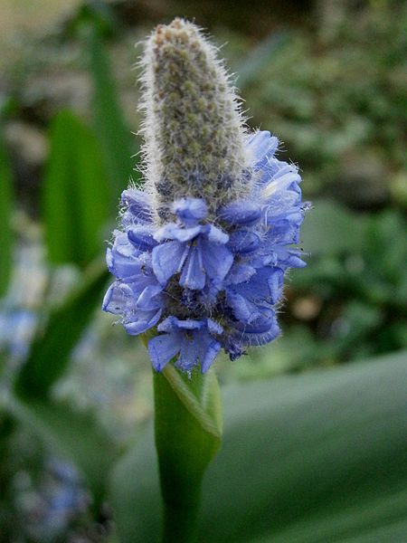 File:Pontederia sagittata02.jpg