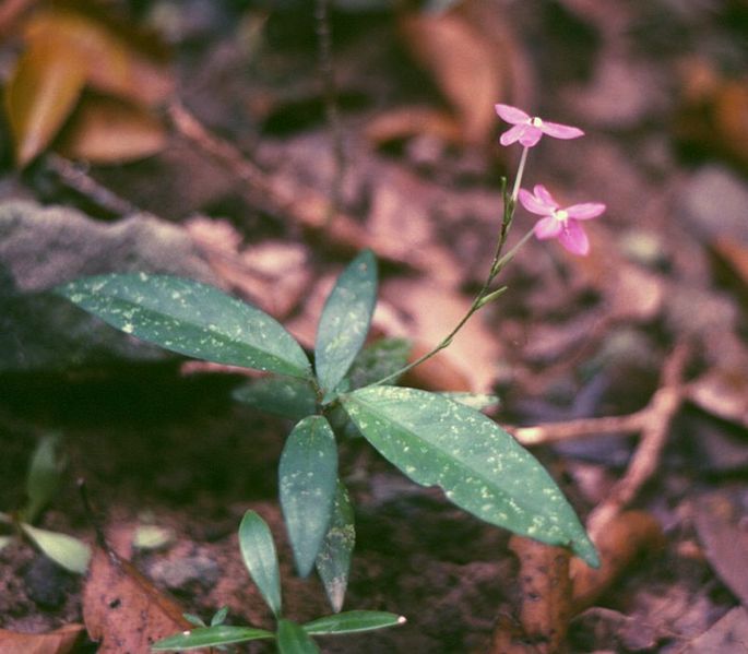 File:Pseuderanthemum crenulatum 1.jpg