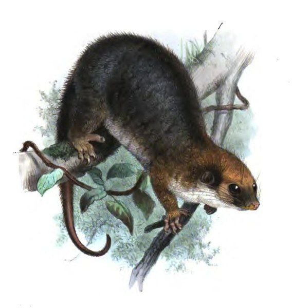 File:Pseudochirulus forbesi.jpg