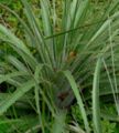 Puya alpestris