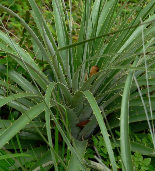 File:Puya alpestris 2.jpg