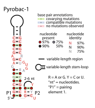 File:Pyrobac-1-RNA.svg