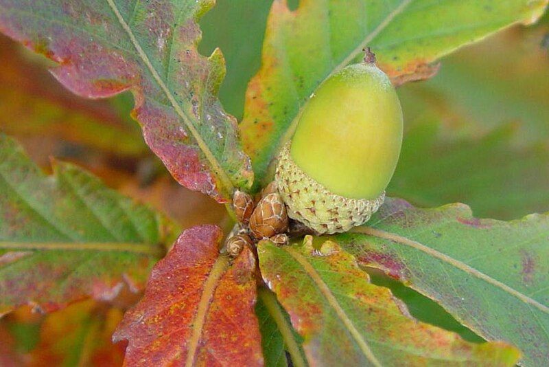 File:Quercus crispula 2002-10-11.jpg