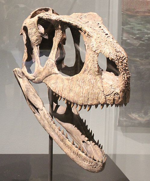 File:Rugops skull.jpg