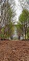 Avenue of trees in the garden