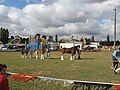 Judging of some Clydesdales on the Saturday.